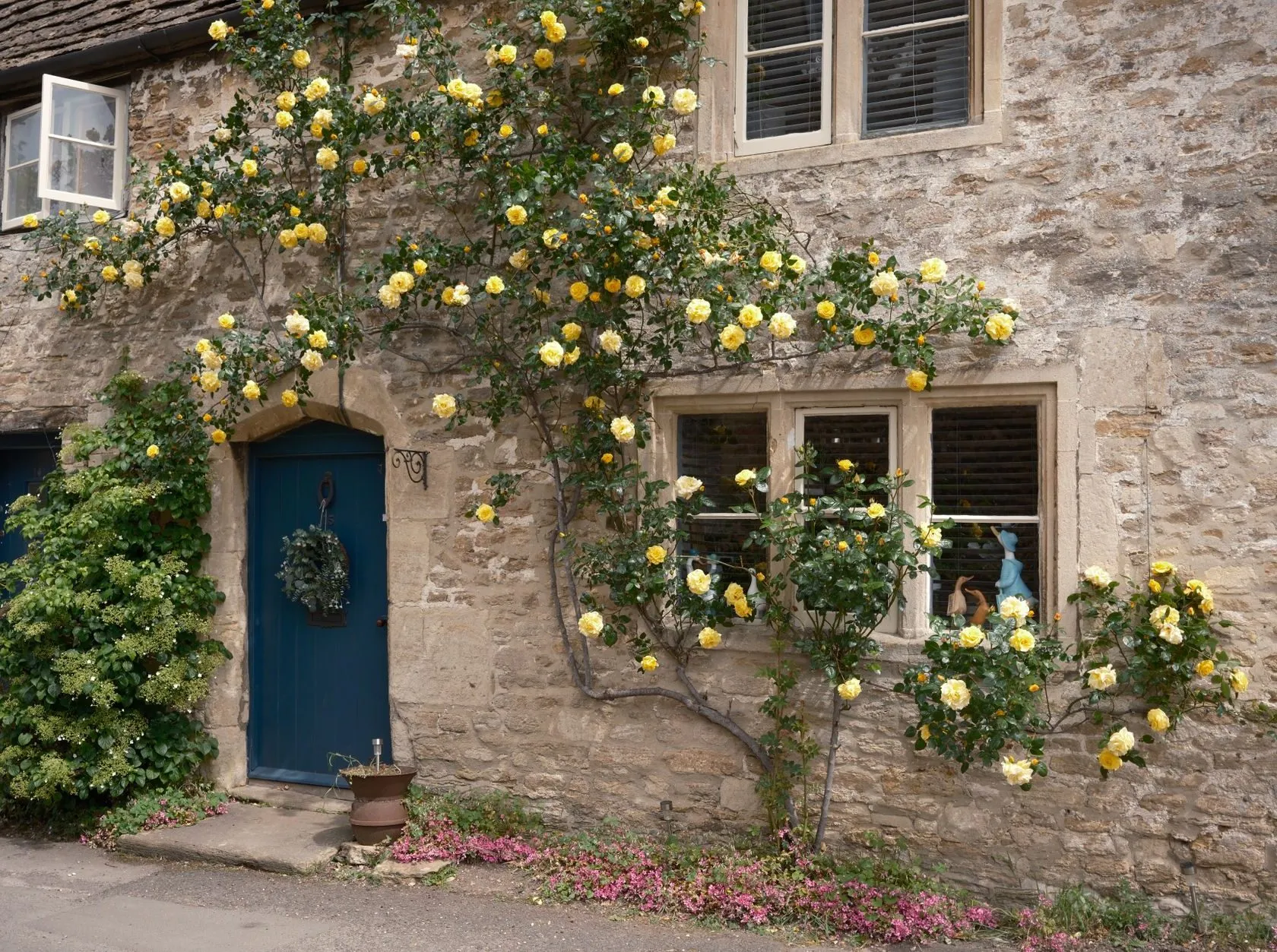 Stone cottage with a blue front door and yellow climbing roses across the wall